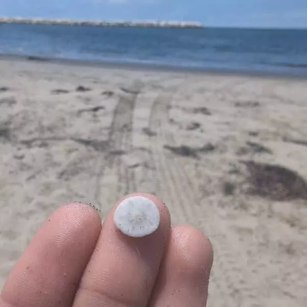 Picdump 1065 - #75 Sand dollars so small they could hide behind a dime