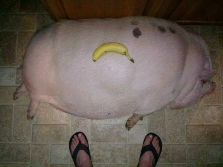 Picdump 1066 - #48 