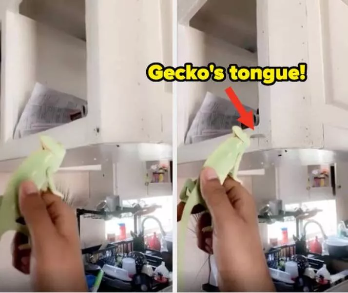 When madness meets masterful vision - #31 No fly swatter? Gecko on duty, all-natural pest control active
