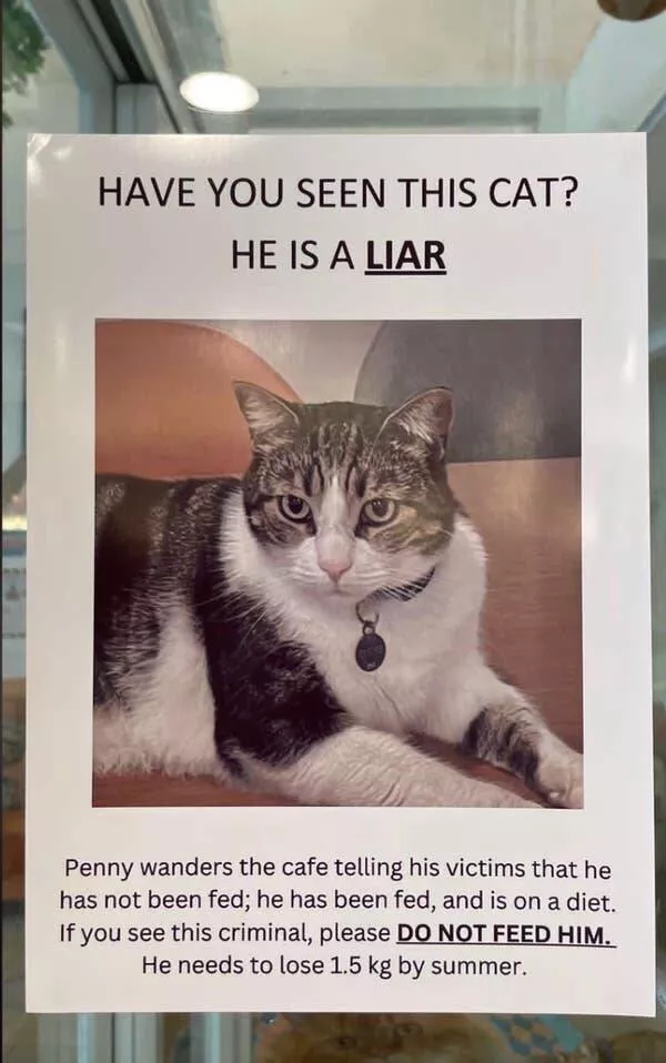 When madness meets masterful vision - #40 Cat owner posts sign: “This kitty doesn’t pay rent or respect”