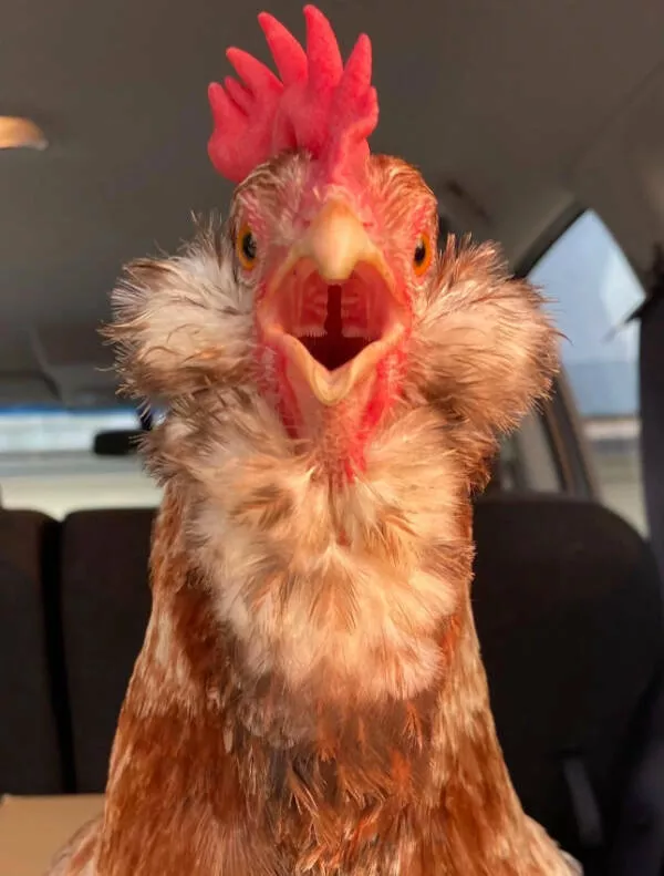 Ces photos qui captent loeil et ne le lachent plus - #14 L’intérieur de la bouche de ma poule : rose, humide, surprenant