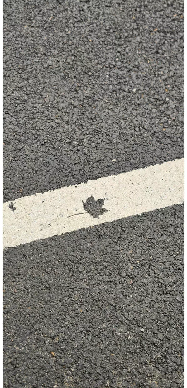 Ces photos qui captent loeil et ne le lachent plus - #16 Empreinte de feuille figée en ligne blanche sur le sol, art éphémère