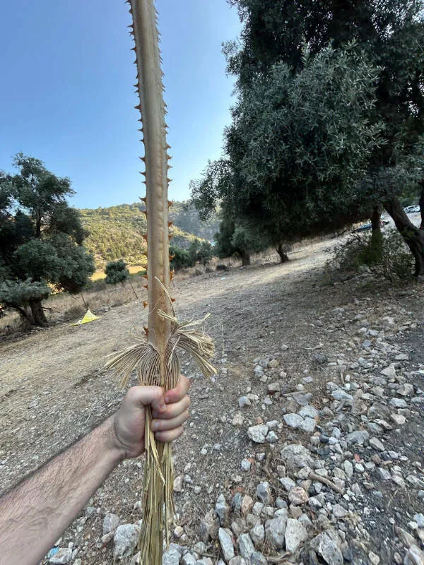 Ces photos qui captent loeil et ne le lachent plus - #17 Bâton trouvé par mon frère, droit comme une épée médiévale