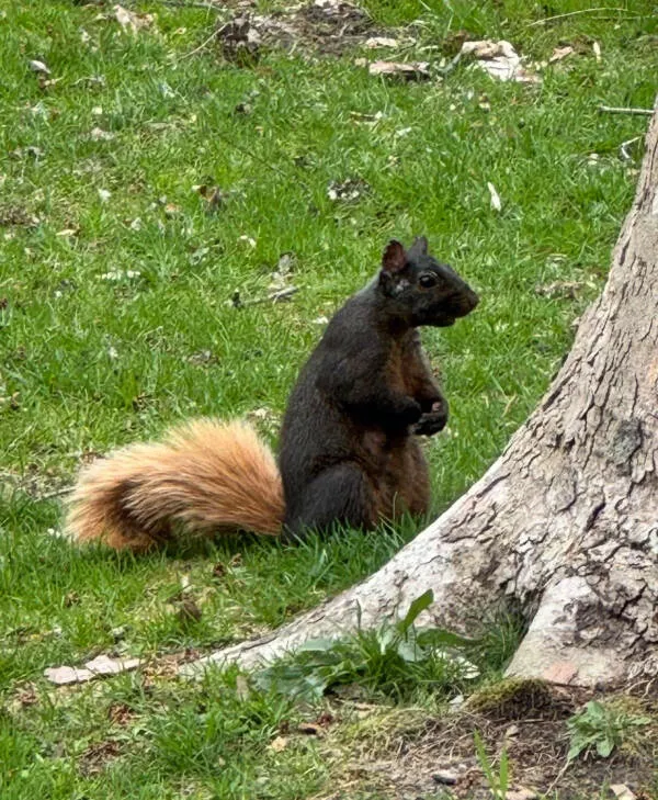 Awesome photos that stop you mid scroll - #23 Black squirrel with a golden tail—nature’s odd highlighter
