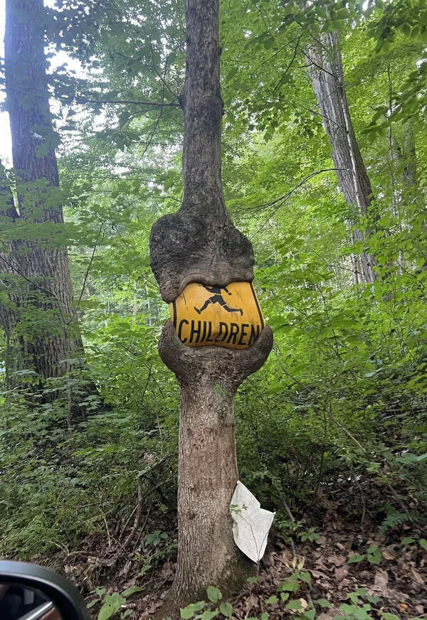 Ces photos qui captent loeil et ne le lachent plus - #4 Un arbre a avalé un panneau de signalisation, la nature reprend ses droits
