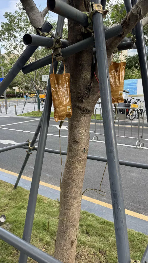 Ces photos qui captent loeil et ne le lachent plus - #5 Un arbre en Chine soigné avec une perfusion, guérison végétale en cours