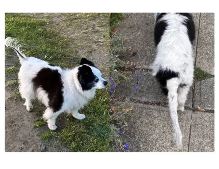 Ces photos qui captent loeil et ne le lachent plus - #6 La queue chauve de mon vieux chien regagne du poil, miracle capillaire