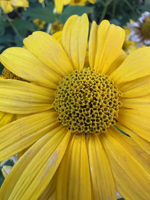 Ces photos qui captent loeil et ne le lachent plus - #9 Fleur avec de minuscules fleurs identiques au centre d’elle-même