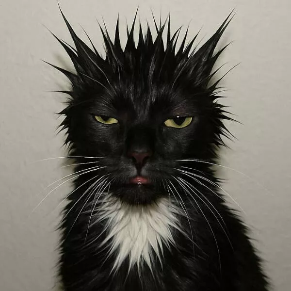 Photos that prove cats rule the internet and always will - #1 