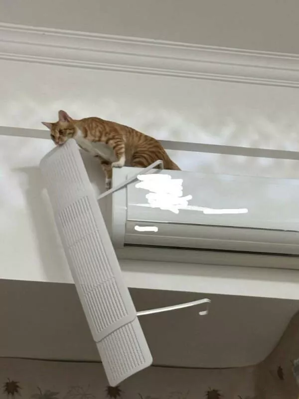 Ces photos confirment que les chats dominent internet - #10 