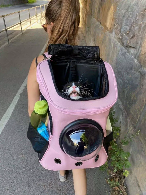 Ces photos confirment que les chats dominent internet - #11 