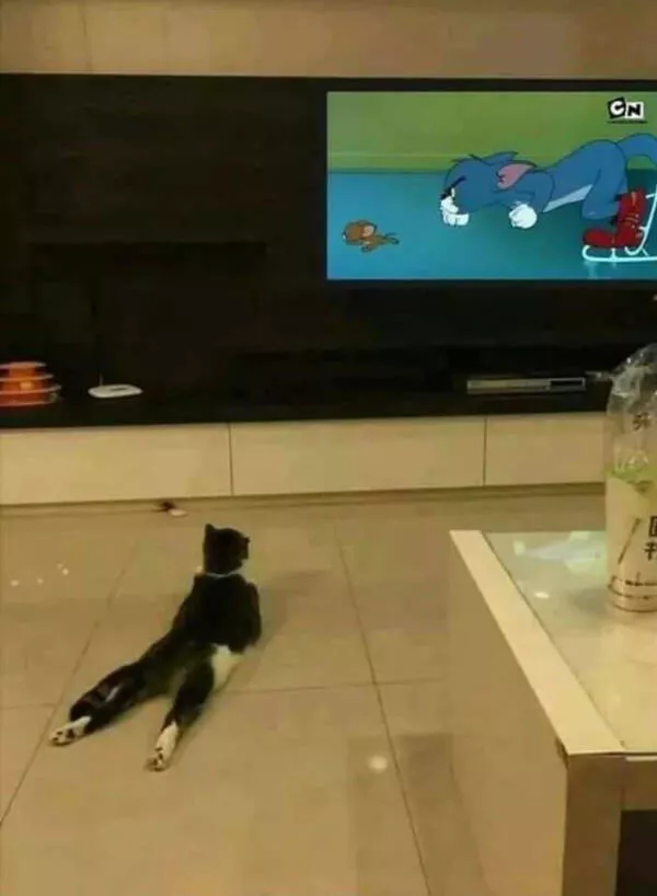 Photos that prove cats rule the internet and always will - #12 