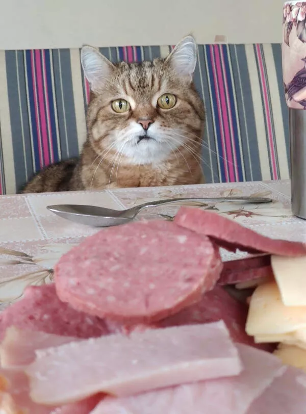 Photos that prove cats rule the internet and always will - #16 