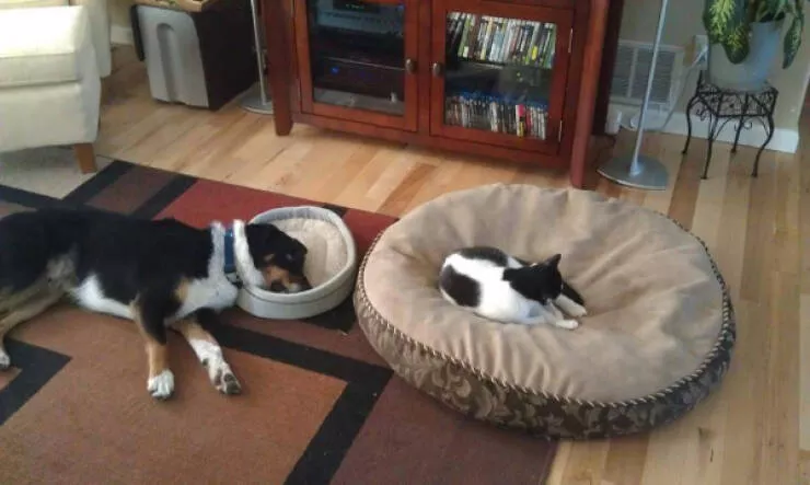 Photos that prove cats rule the internet and always will - #17 