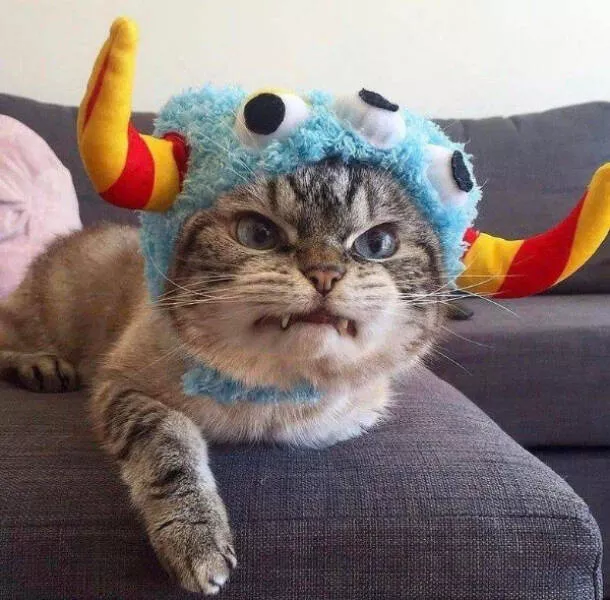 Photos that prove cats rule the internet and always will Photos that prove cats rule the internet and always will