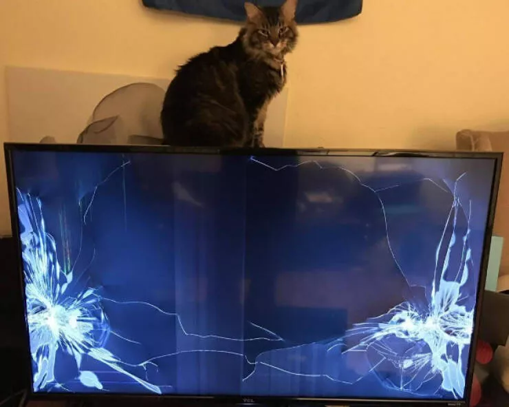 Ces photos confirment que les chats dominent internet - #2 