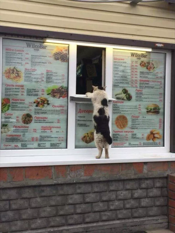Photos that prove cats rule the internet and always will - #20 