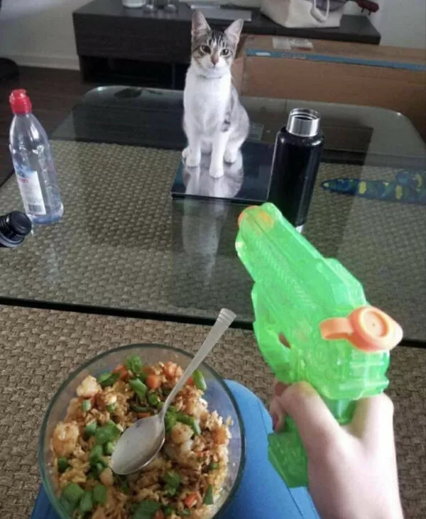 Photos that prove cats rule the internet and always will - #21 Photos that prove cats rule the internet and always will - #21