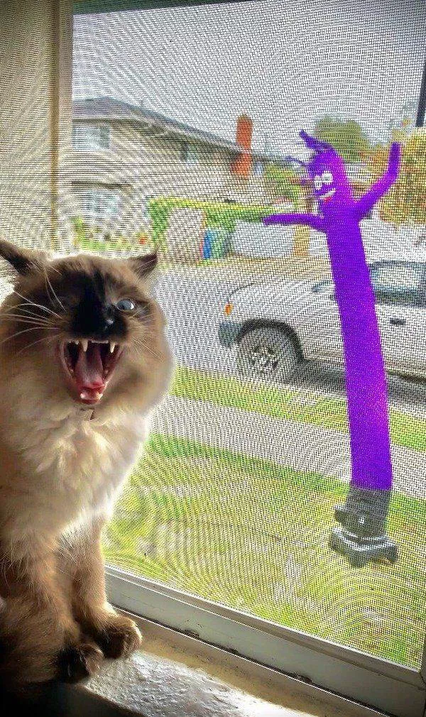 Photos that prove cats rule the internet and always will - #22 Photos that prove cats rule the internet and always will - #22