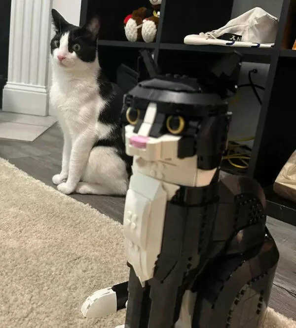 Ces photos confirment que les chats dominent internet - #23 