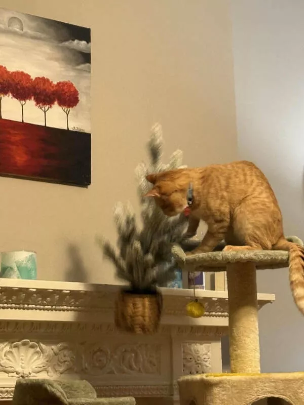 Photos that prove cats rule the internet and always will - #24 Photos that prove cats rule the internet and always will - #24