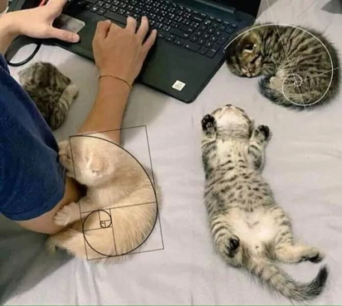 Photos that prove cats rule the internet and always will - #25 Photos that prove cats rule the internet and always will - #25
