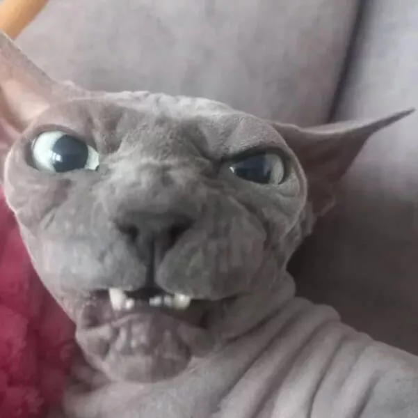 Photos that prove cats rule the internet and always will - #27 Photos that prove cats rule the internet and always will - #27