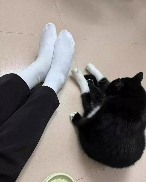 Photos that prove cats rule the internet and always will - #28 Photos that prove cats rule the internet and always will - #28