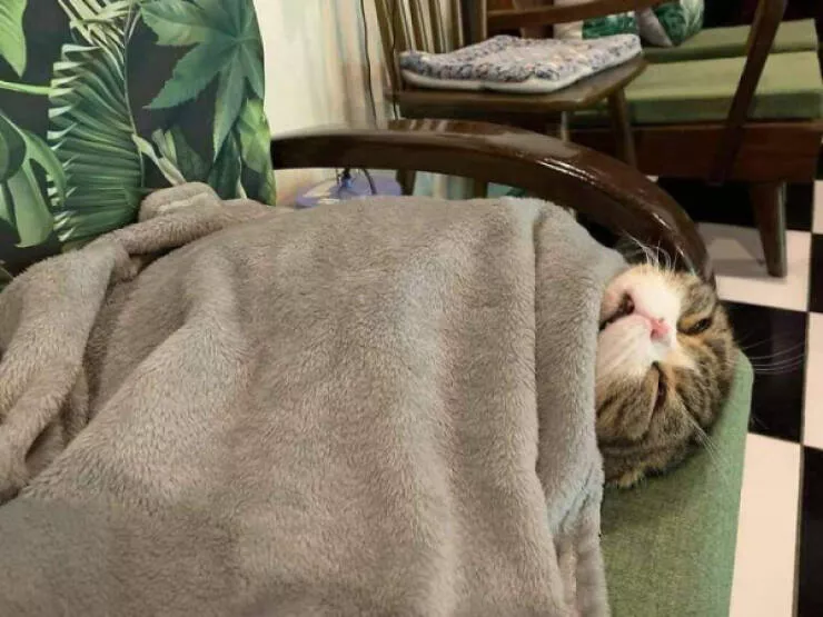 Photos that prove cats rule the internet and always will - #29 Photos that prove cats rule the internet and always will - #29
