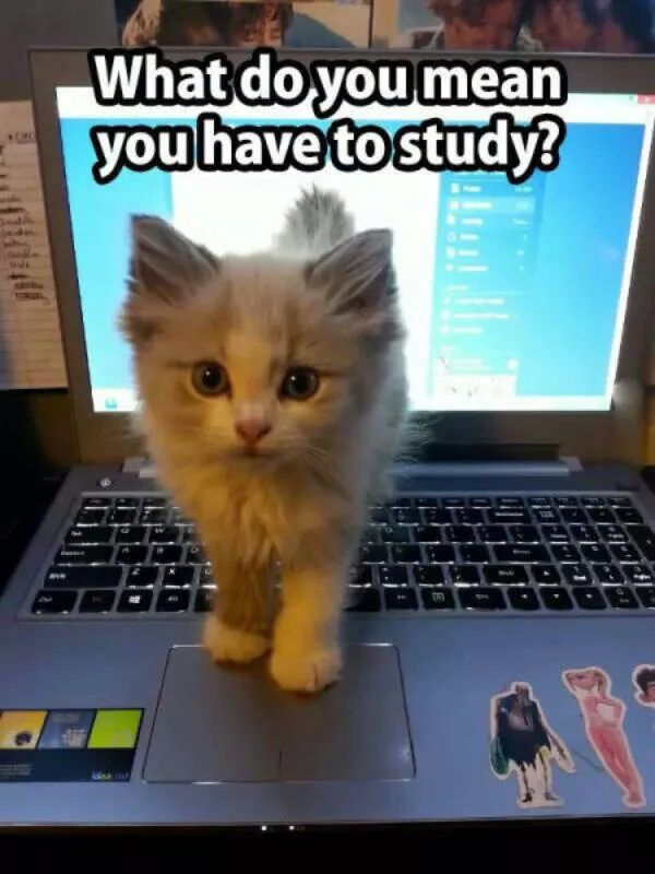 Ces photos confirment que les chats dominent internet - #3 