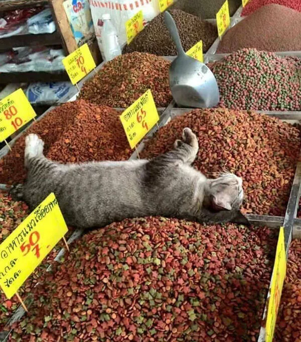 Photos that prove cats rule the internet and always will - #30 Photos that prove cats rule the internet and always will - #30