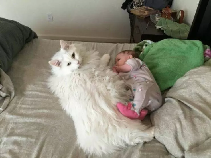 Photos that prove cats rule the internet and always will - #4 