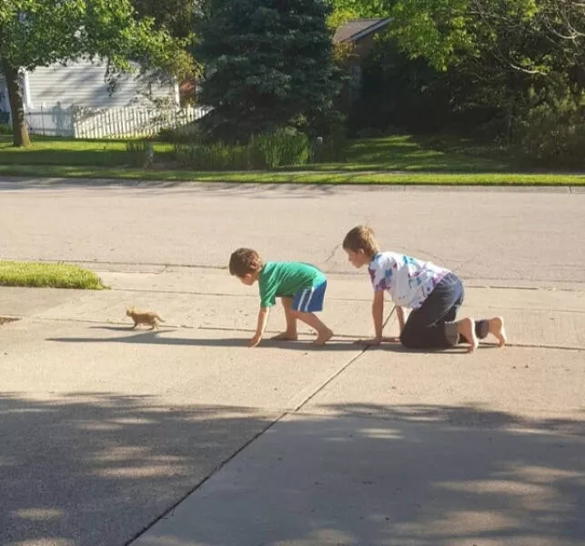 Photos that prove cats rule the internet and always will - #7 