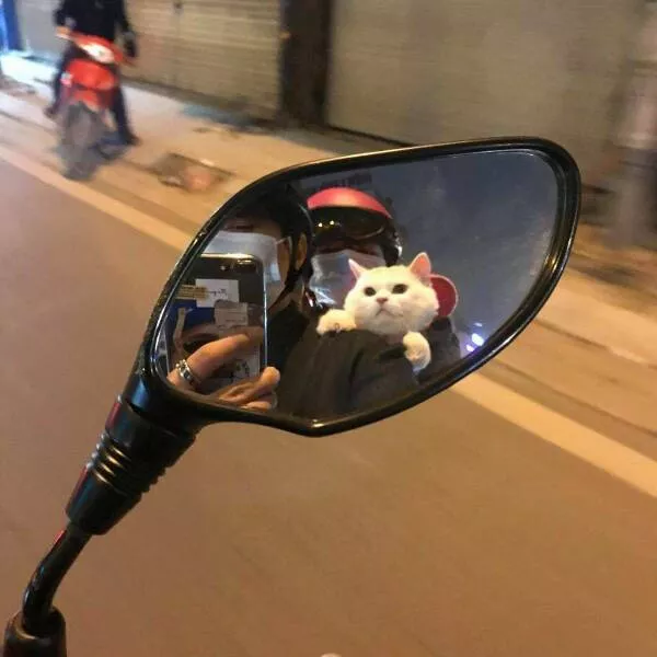 Photos that prove cats rule the internet and always will - #9 