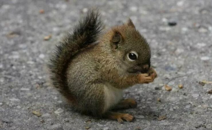 Too weird to ignore too cool to scroll past - #10 First baby squirrel sighting—tiny, wild, and absolutely adorable