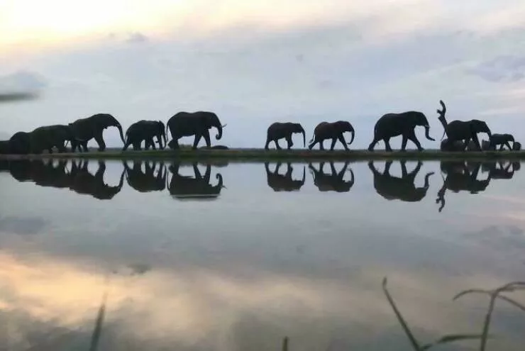 Trop bizarre pour etre ignore trop cool pour rater ca - #13 Photo d’éléphant prise avec un drone, angle inédit et maîtrisé