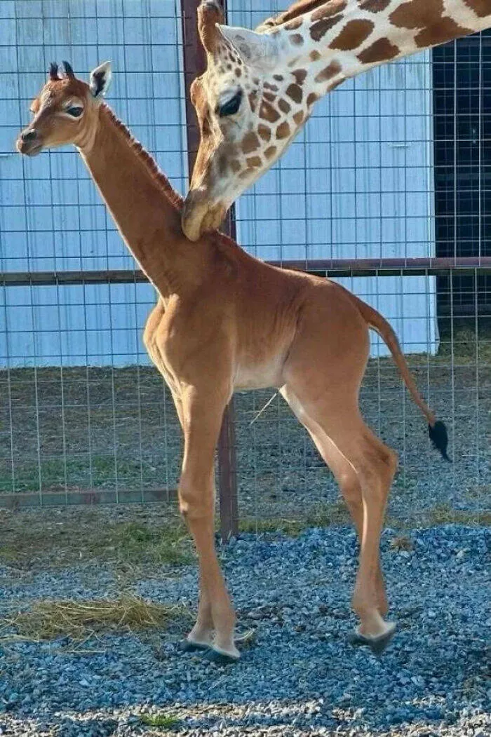 Trop bizarre pour etre ignore trop cool pour rater ca - #14 Girafe sans taches, découverte rare d’une élégance surprenante