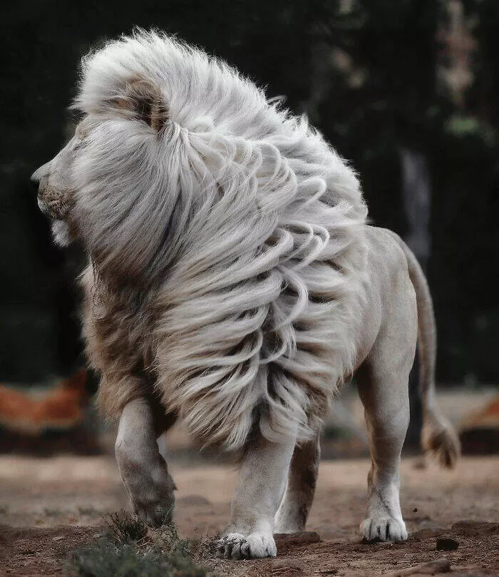 Trop bizarre pour etre ignore trop cool pour rater ca - #16 Lion blanc rare, puissant et mystérieux, digne des légendes