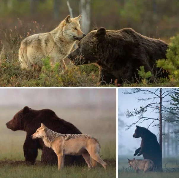 Too weird to ignore too cool to scroll past - #2 Wolf and bear bond nightly in Finnish wilderness, an unlikely duo