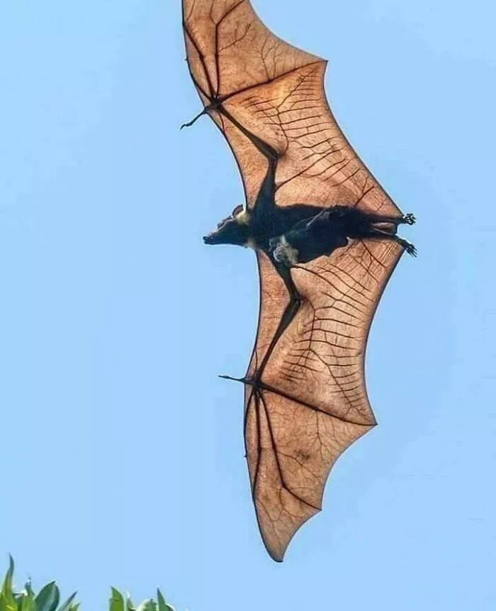 Trop bizarre pour etre ignore trop cool pour rater ca - #22 Aile de chauve-souris fruitière, structure fine comme du vitrail vivant