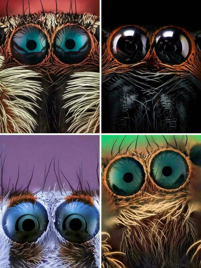 Trop bizarre pour etre ignore trop cool pour rater ca - #27 Photographie rapprochée des yeux d’araignée, monde étrange et précis