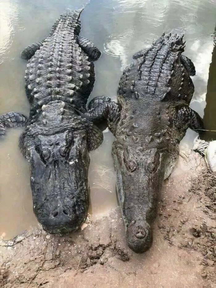 Trop bizarre pour etre ignore trop cool pour rater ca - #38 Différence entre alligator (gauche) et crocodile (droite), tout est dans le museau
