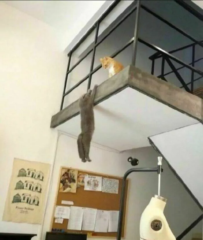 Weird images that somehow make you laugh out of nowhere - #12 