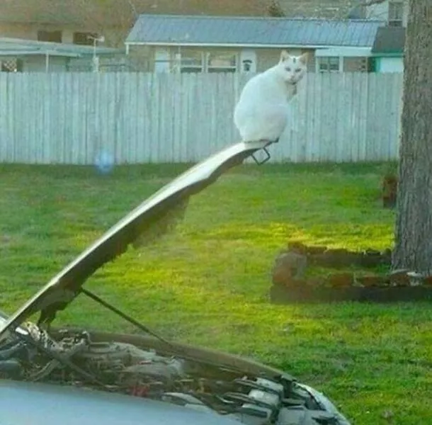 Weird images that somehow make you laugh out of nowhere - #20 