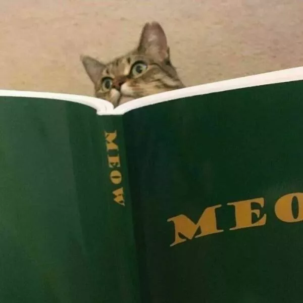 Weird images that somehow make you laugh out of nowhere - #24 