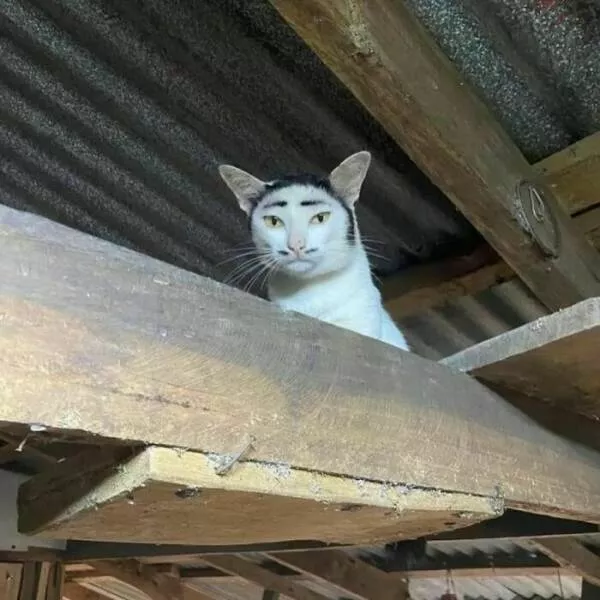 Weird images that somehow make you laugh out of nowhere - #37 