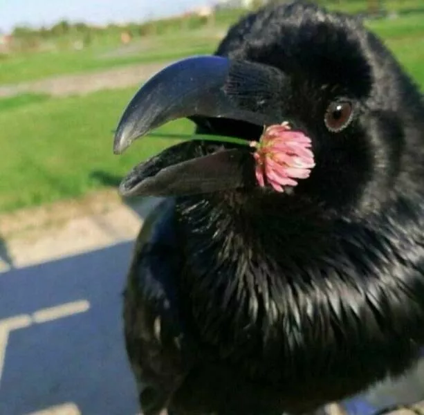 Weird images that somehow make you laugh out of nowhere - #39 