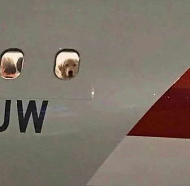 Weird images that somehow make you laugh out of nowhere - #40 