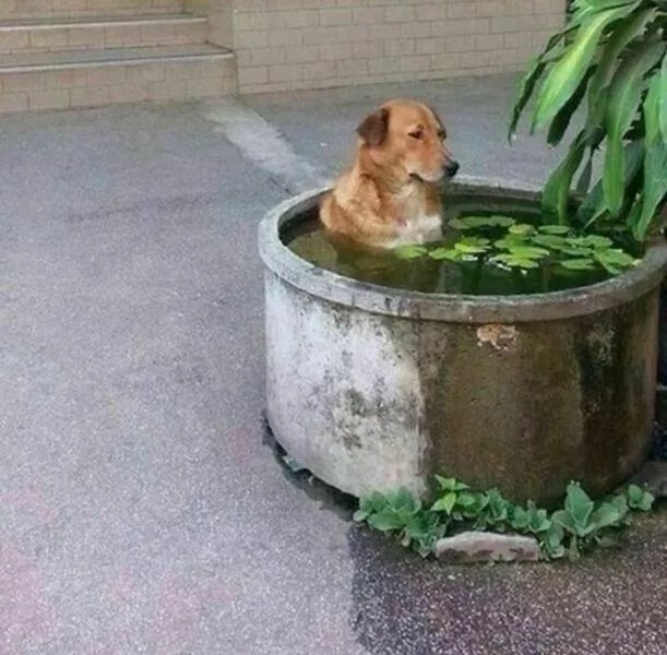 Weird images that somehow make you laugh out of nowhere - #43 