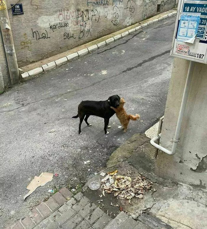 Weird images that somehow make you laugh out of nowhere - #44 